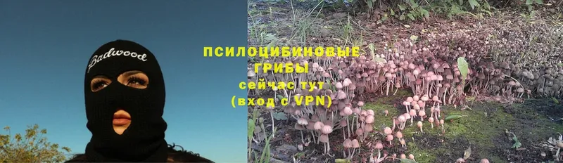 Галлюциногенные грибы Psilocybine cubensis  Болохово 